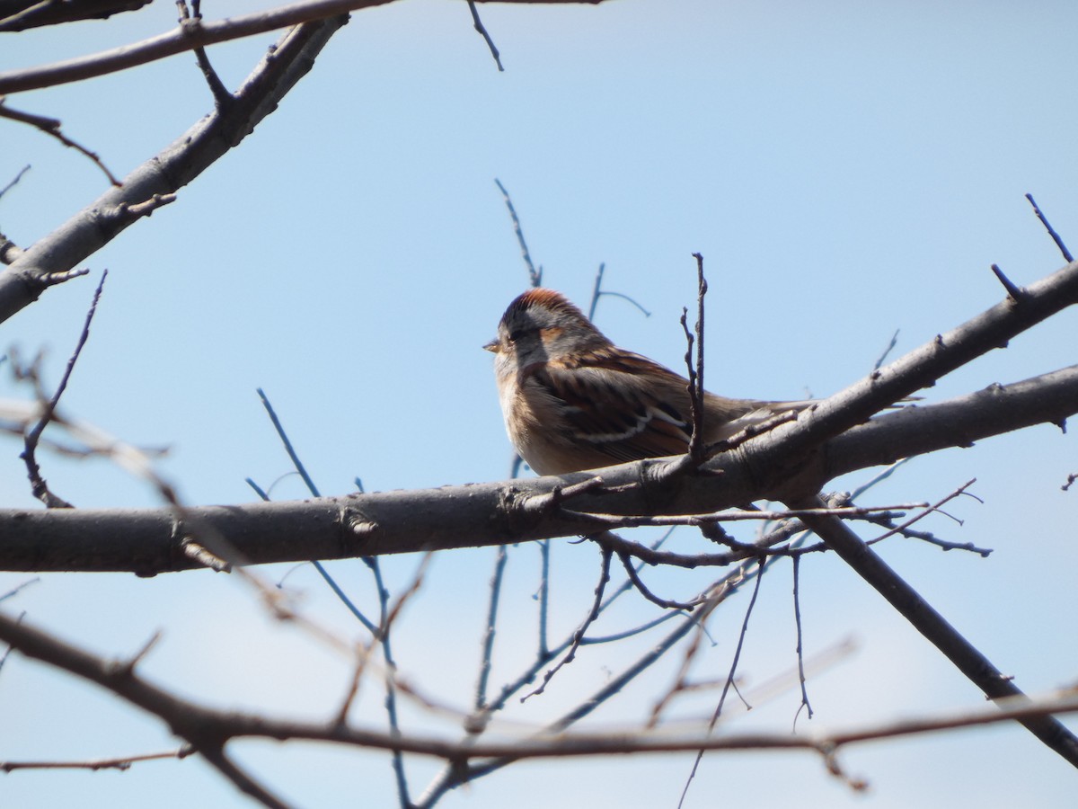 American Tree Sparrow - ML631814594