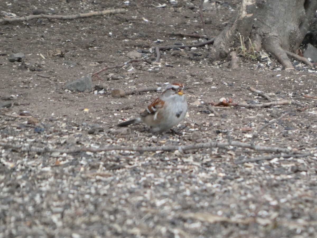 American Tree Sparrow - ML631814597