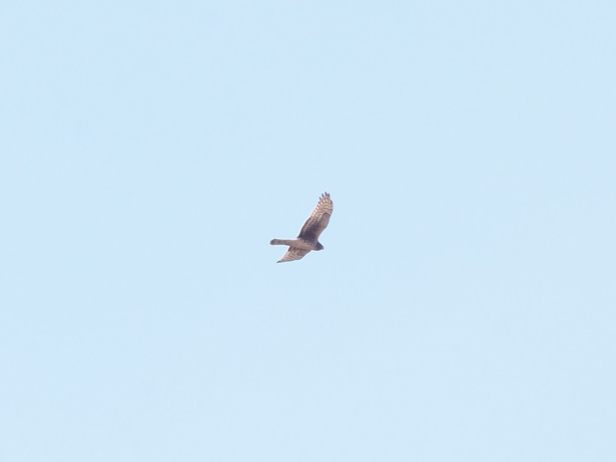 Northern Harrier - ML631814598