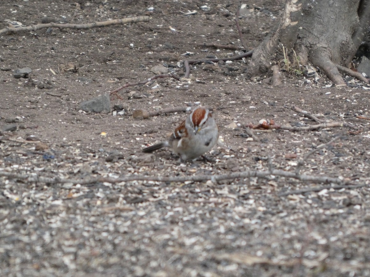 American Tree Sparrow - ML631814599
