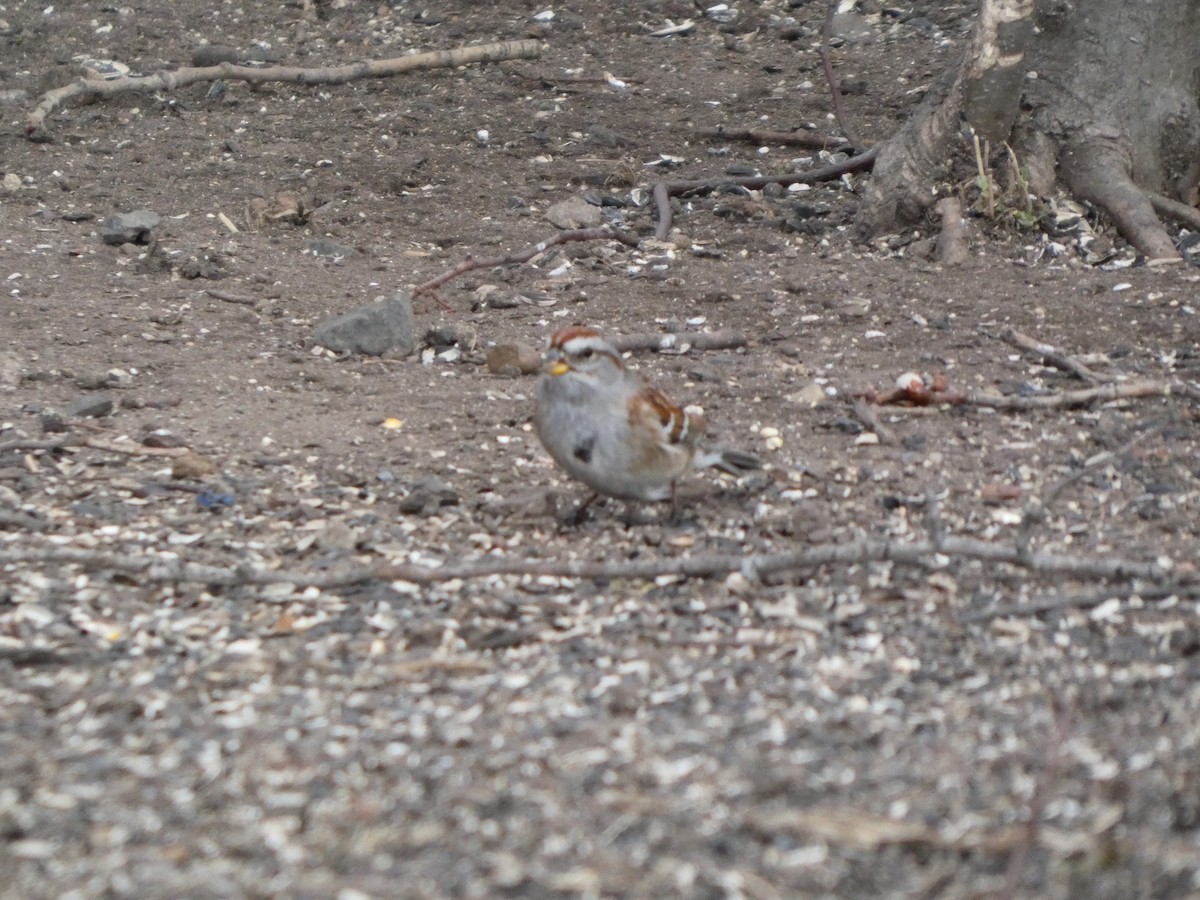 American Tree Sparrow - ML631814600