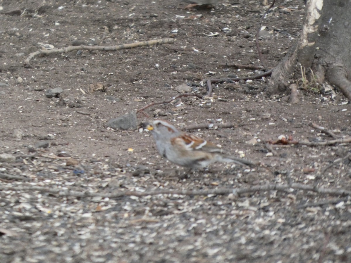 American Tree Sparrow - ML631814601