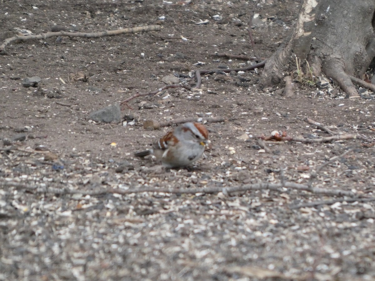 American Tree Sparrow - ML631814602