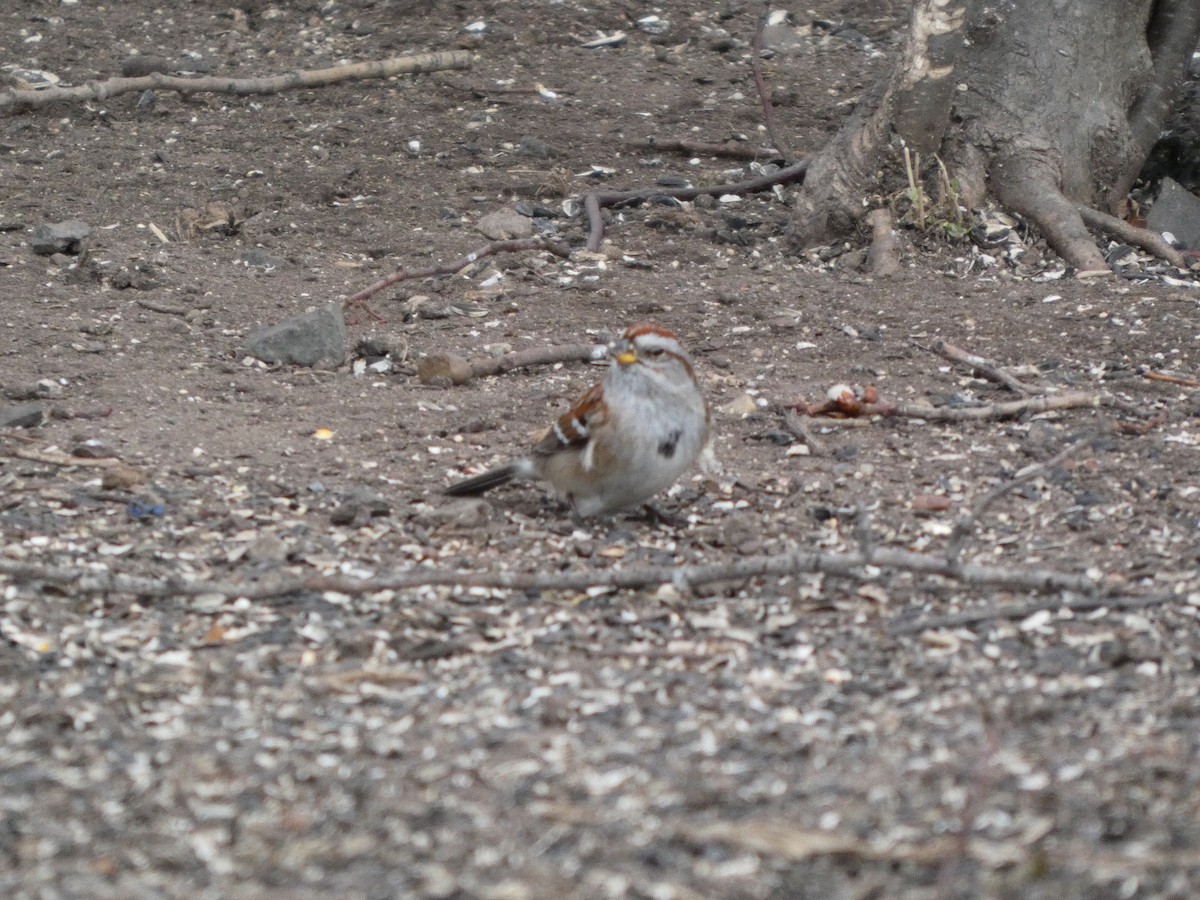 American Tree Sparrow - ML631814603