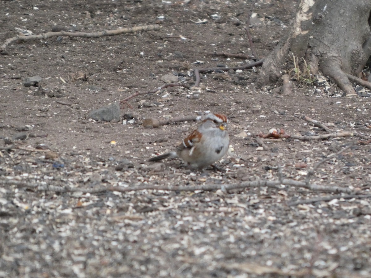 American Tree Sparrow - ML631814605