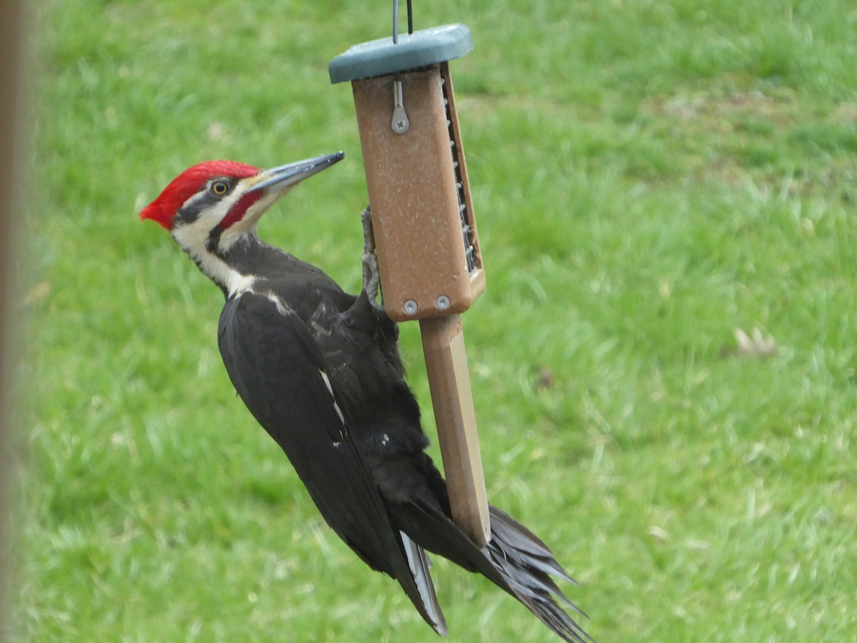 Pileated Woodpecker - ML631814660