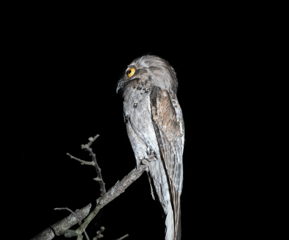 Northern Potoo - ML631814950