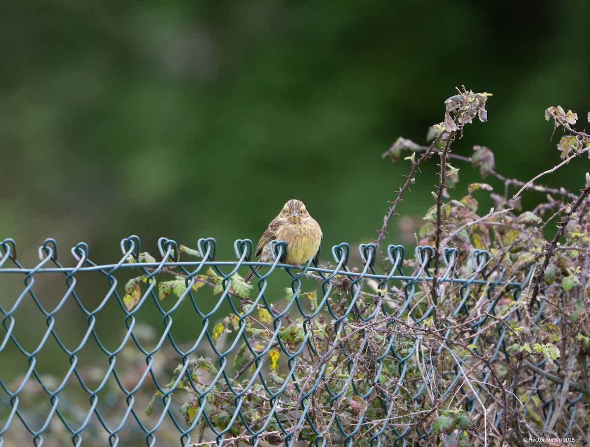 Cirl Bunting - ML631815003