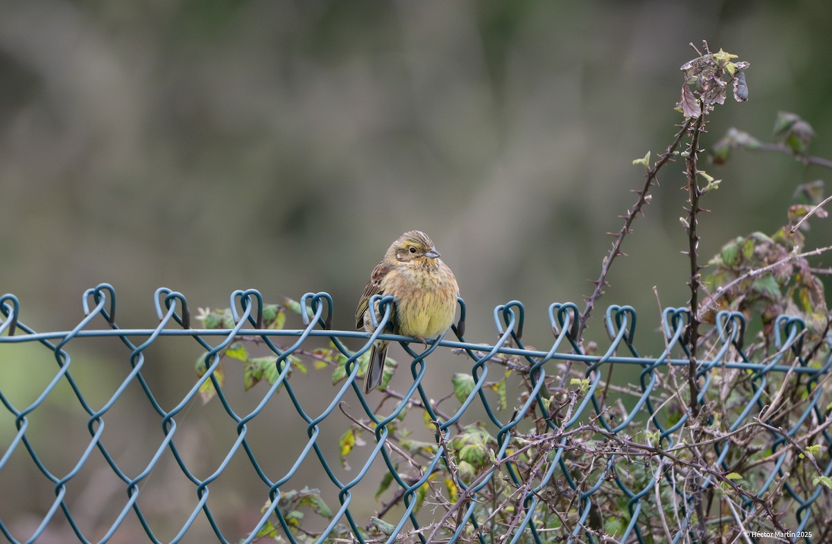 Cirl Bunting - ML631815020