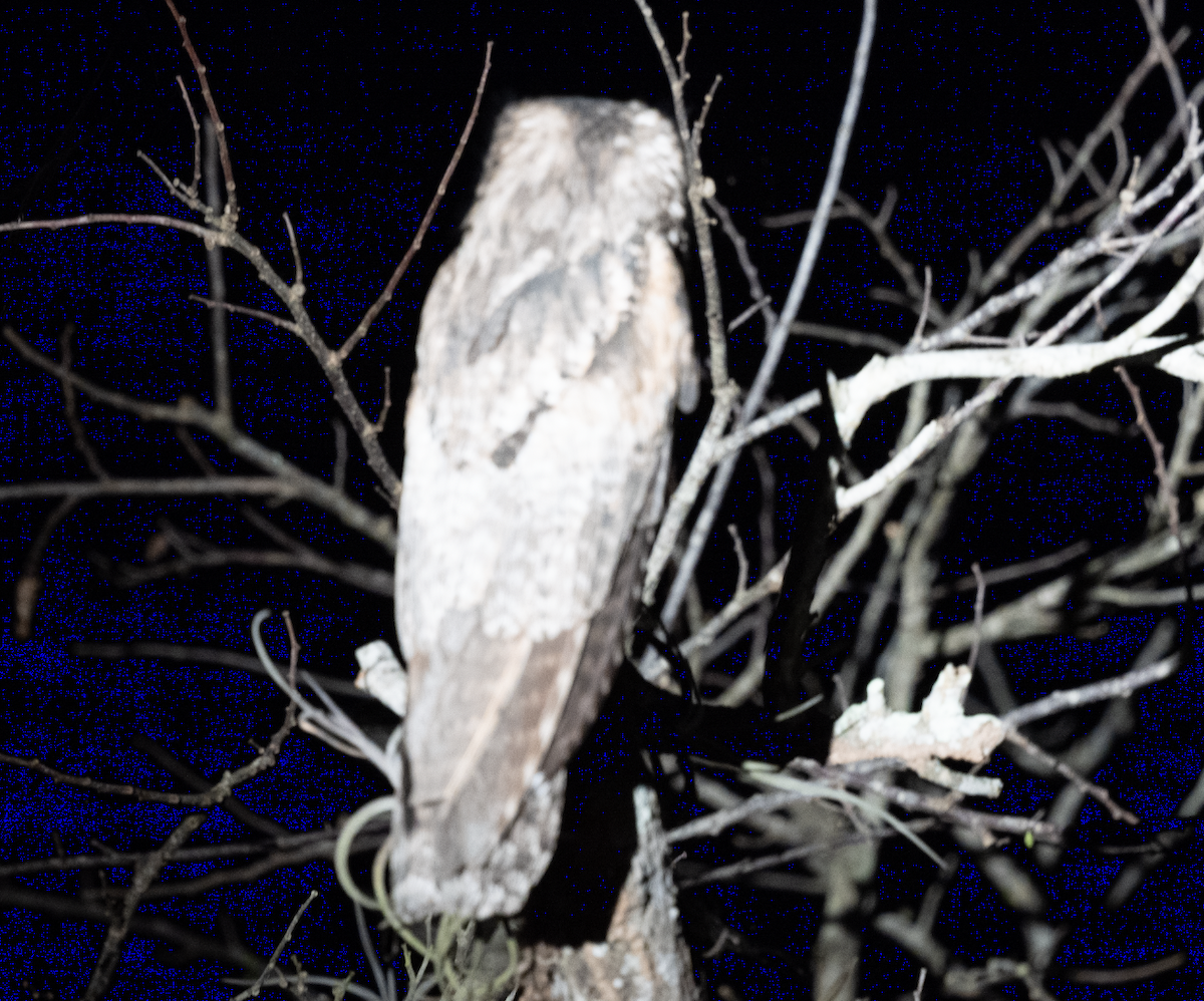 Northern Potoo - ML631815107