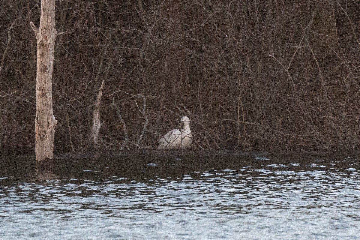 Цасны галуу - ML631815183