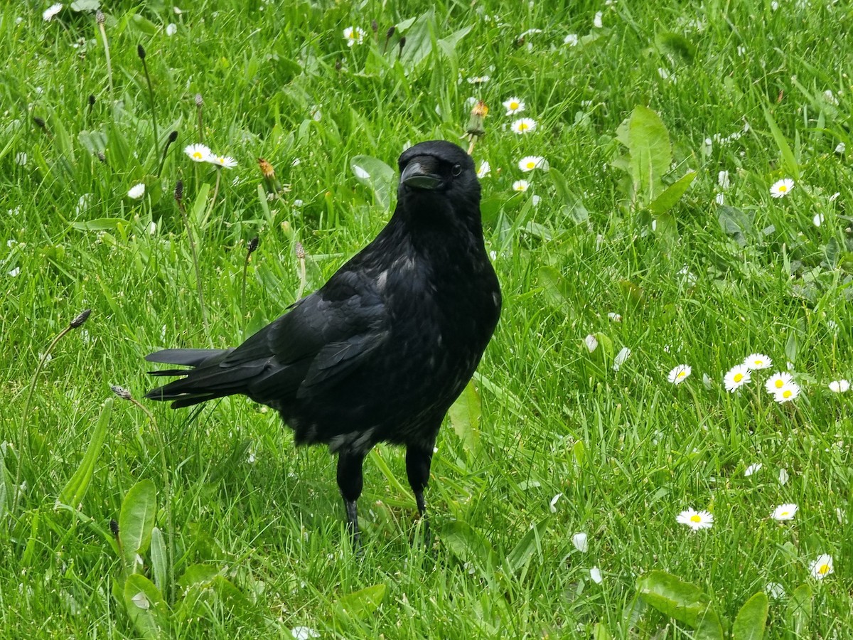 Carrion x Hooded Crow (hybrid) - ML631815268