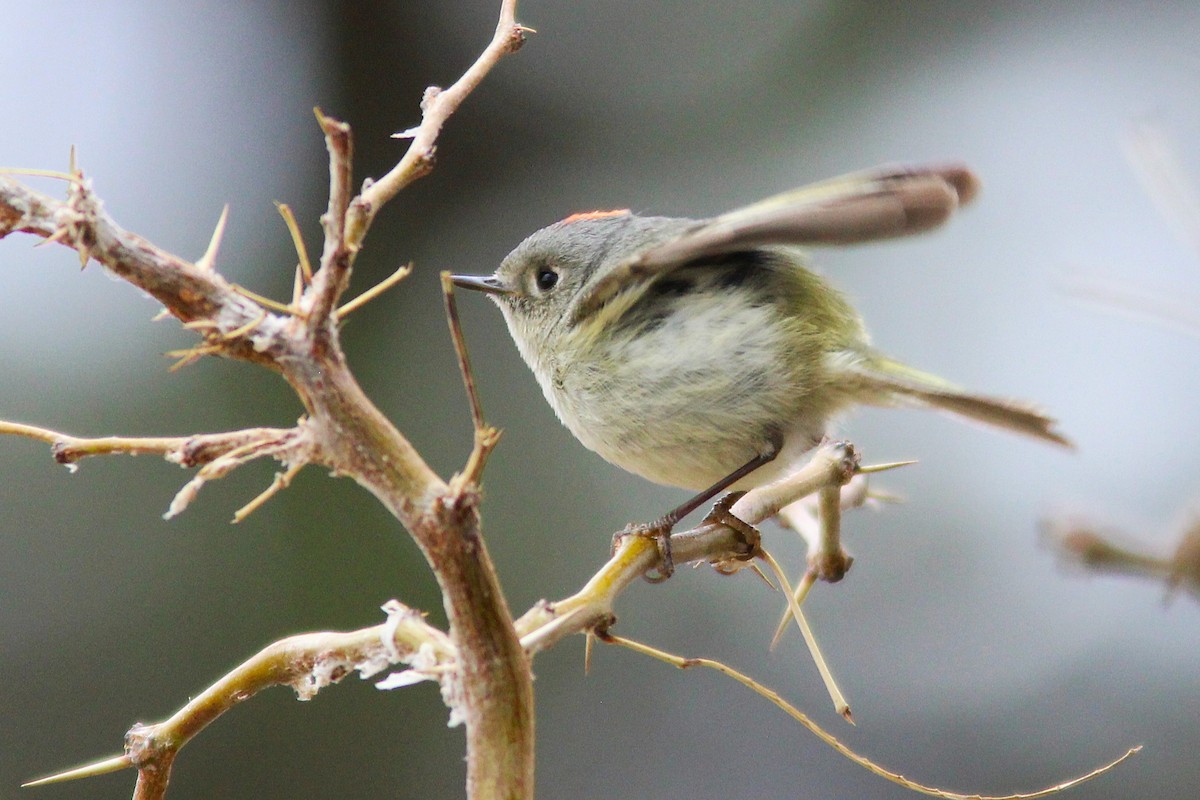 Ruby-crowned Kinglet - ML631815290
