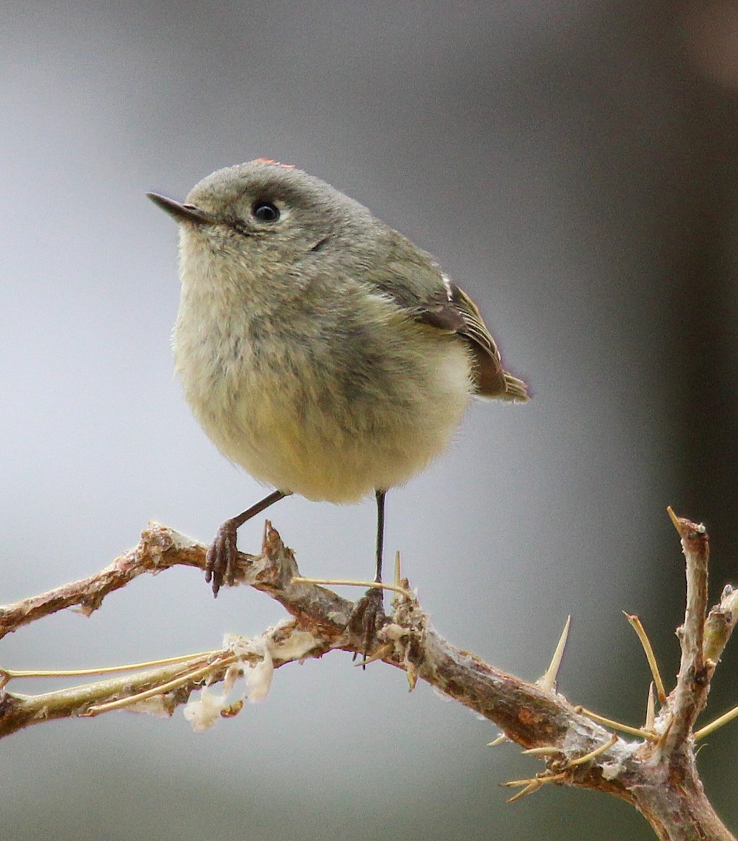 Ruby-crowned Kinglet - ML631815310