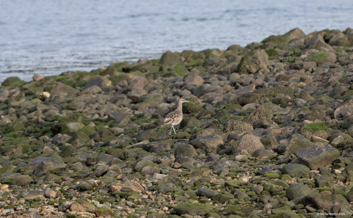 Eurasian Whimbrel - ML631815336
