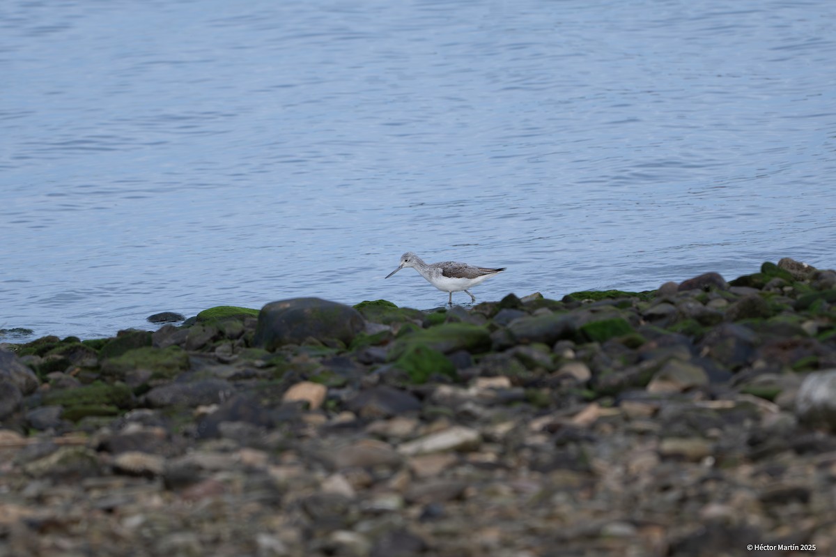 Common Greenshank - ML631815414