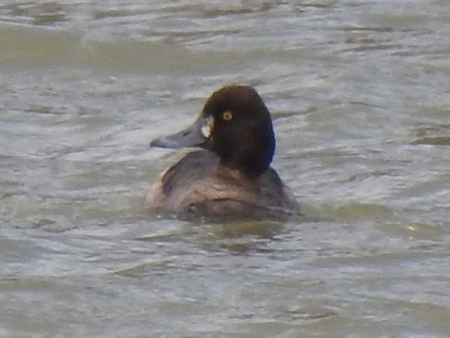 Lesser Scaup - ML631815419