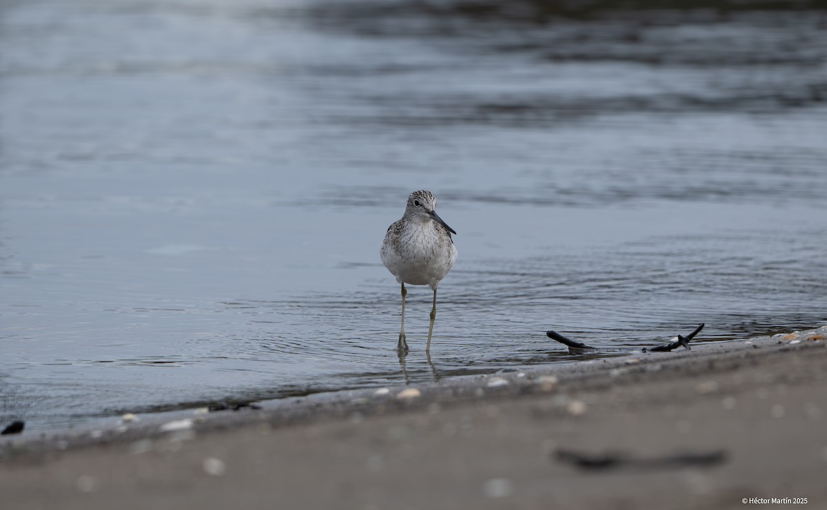 Common Greenshank - ML631815421