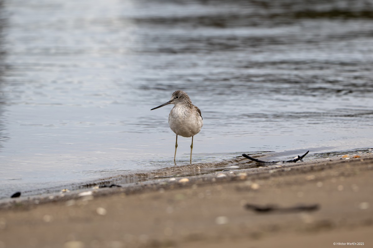 Common Greenshank - ML631815427