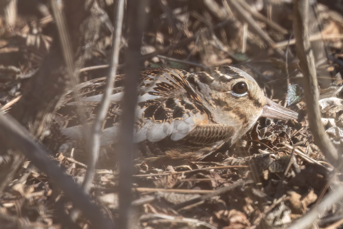 American Woodcock - ML631815474