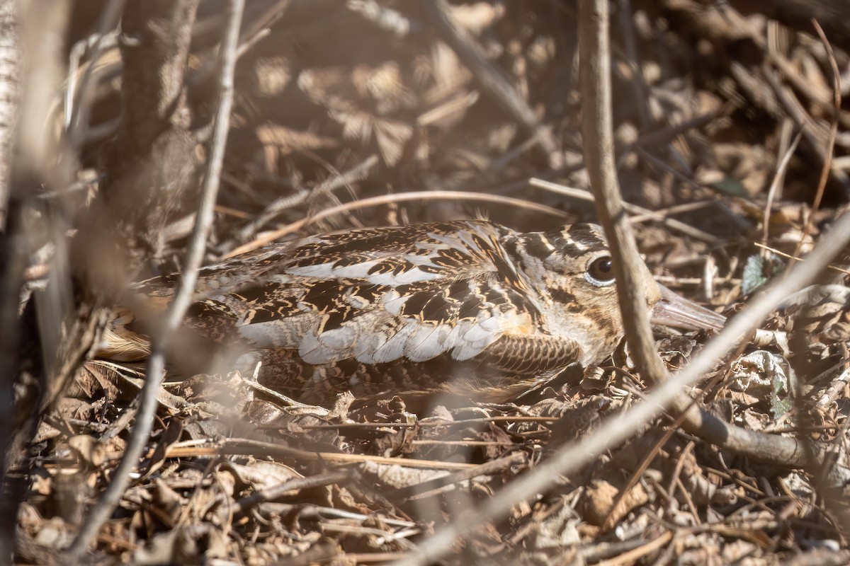 American Woodcock - ML631815475