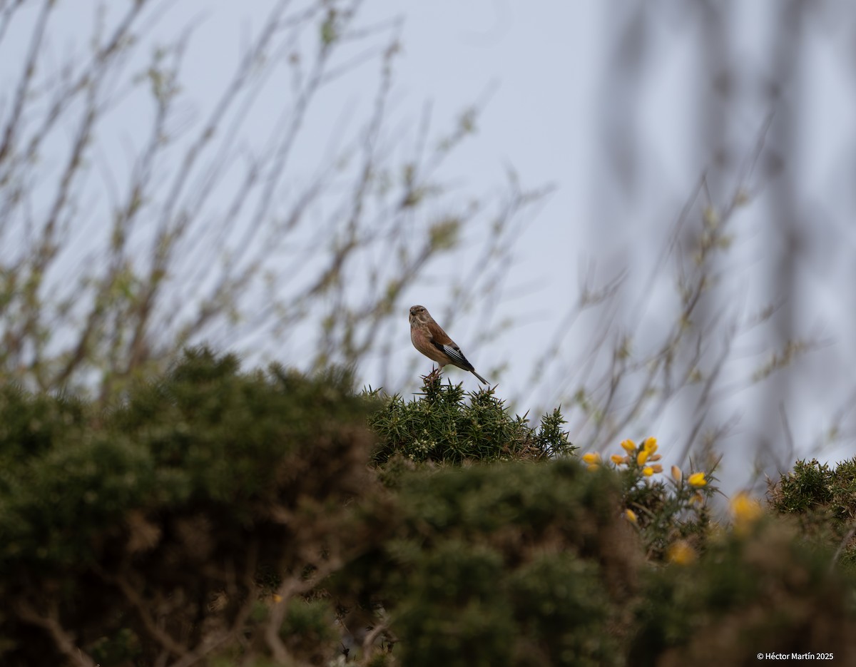 Eurasian Linnet - ML631815577
