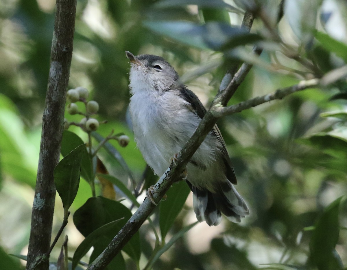 Brown Gerygone - ML631815704