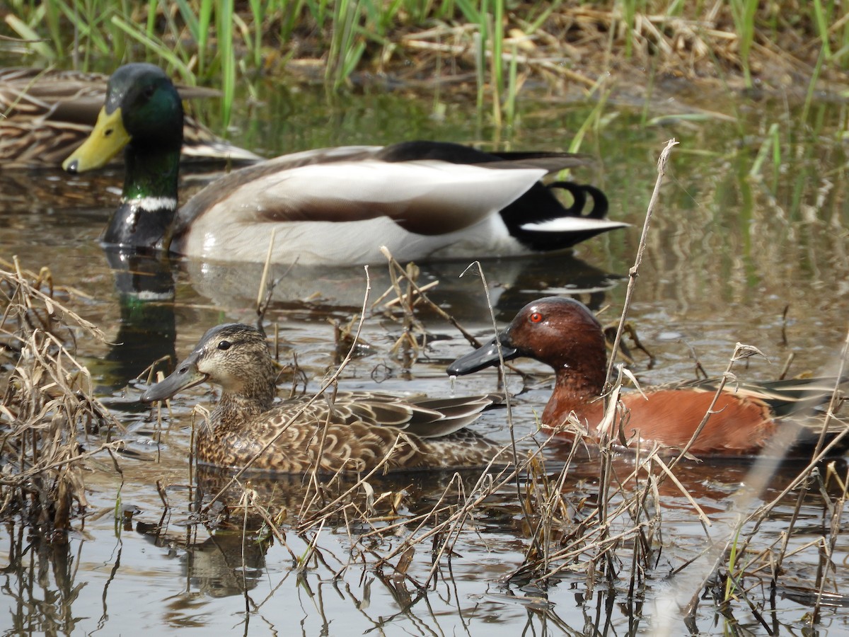 Cinnamon Teal - ML631815711