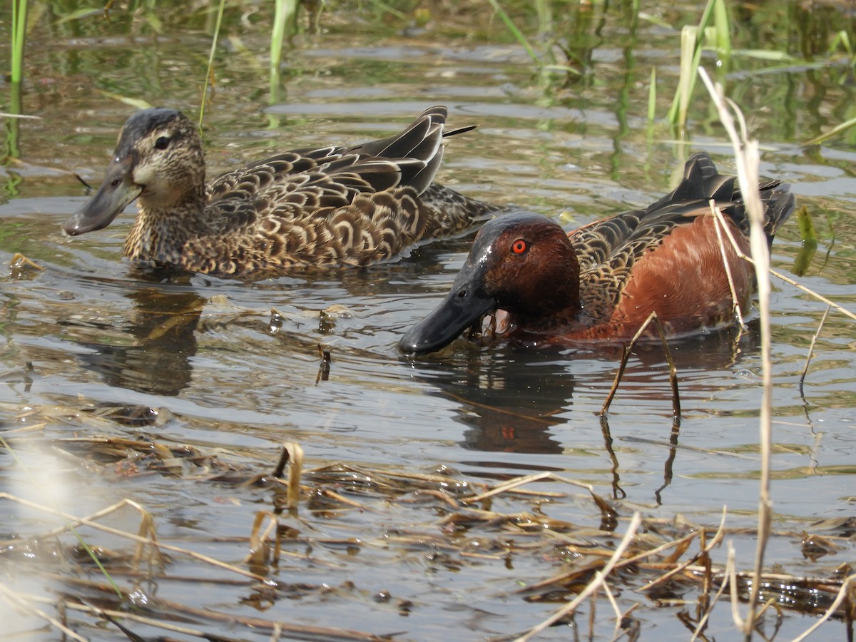 Cinnamon Teal - ML631815712
