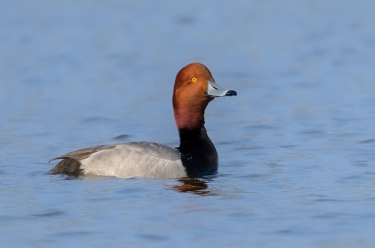 Redhead - ML631815752