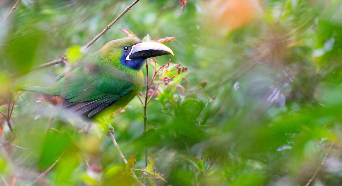 arassari smaragdový - ML631815828