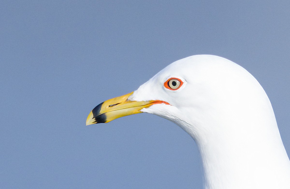 Ring-billed Gull - ML631815852