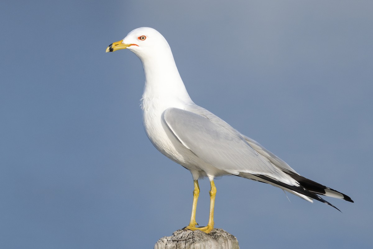Ring-billed Gull - ML631815861