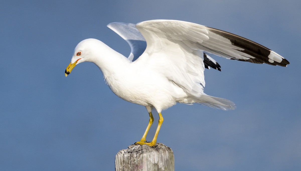 Ring-billed Gull - ML631815876