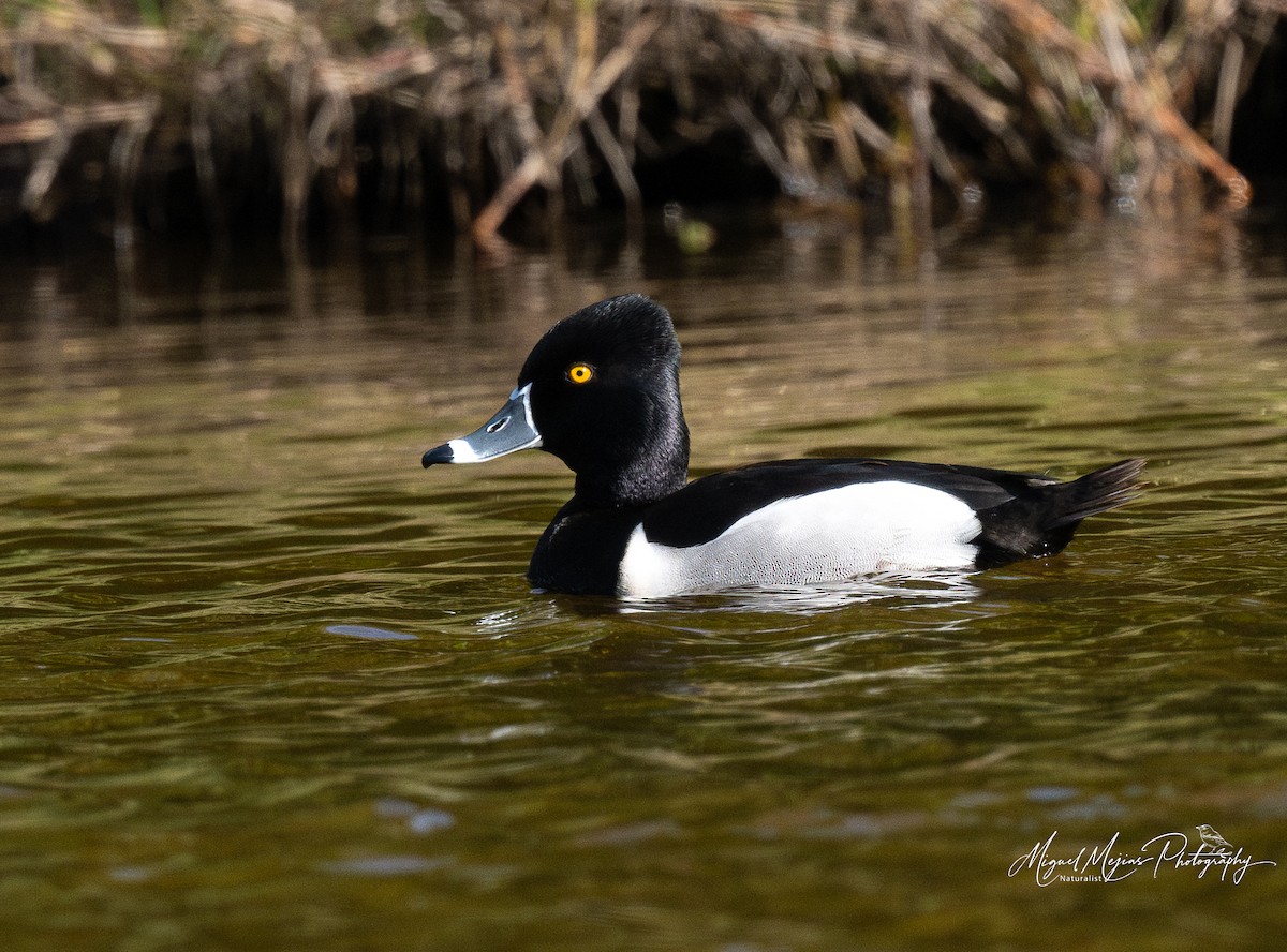 צולל צווארון - ML631815947