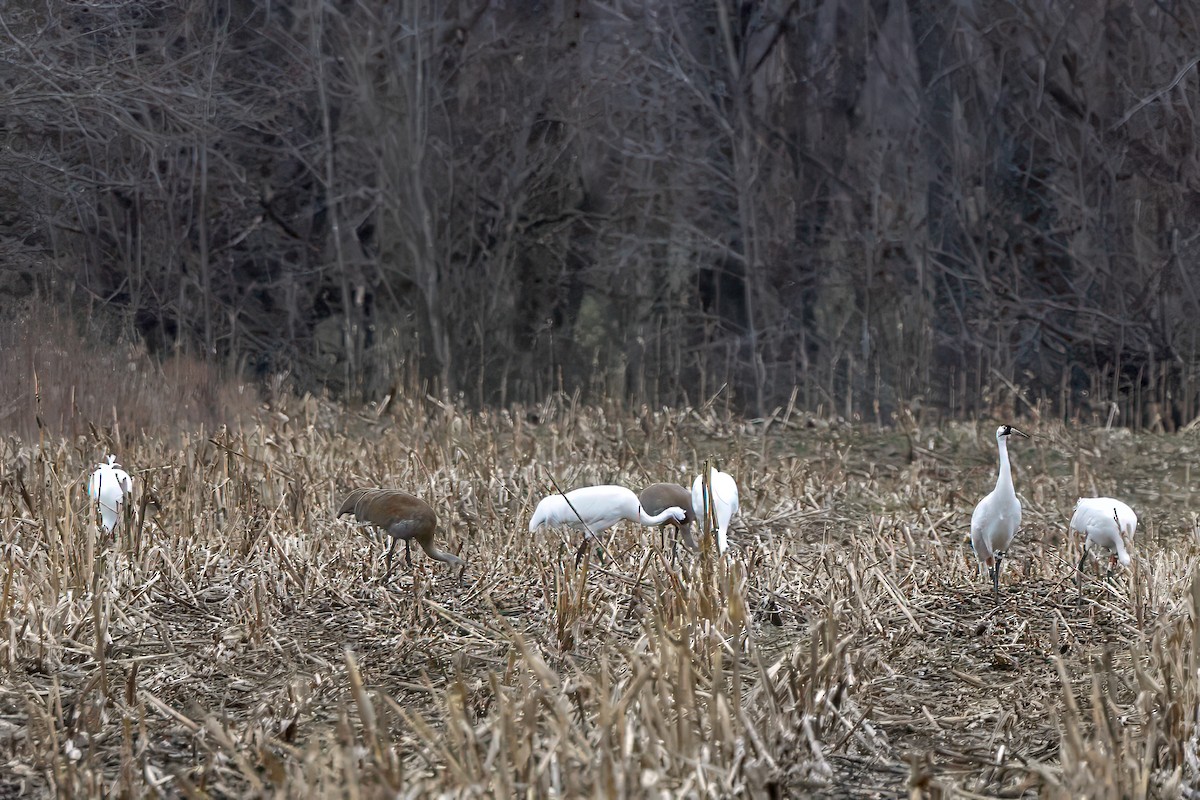 Whooping Crane - ML631815988