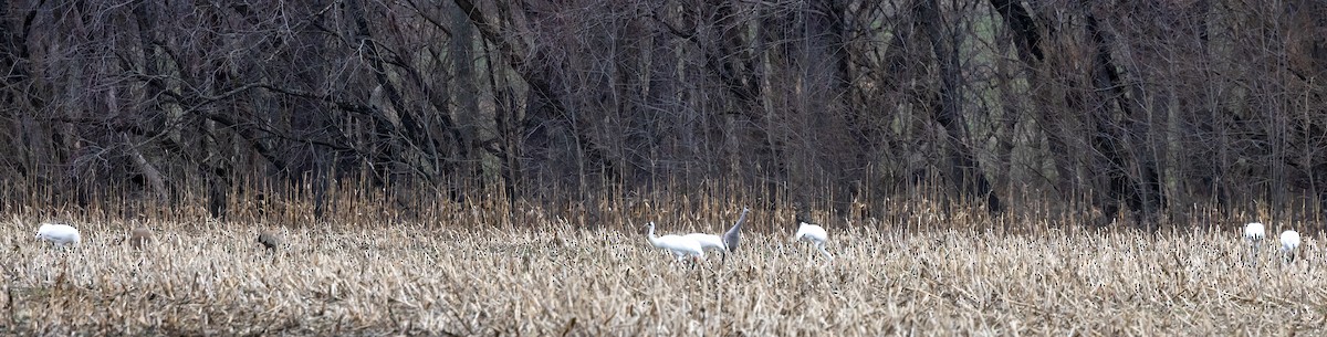 Whooping Crane - ML631815989
