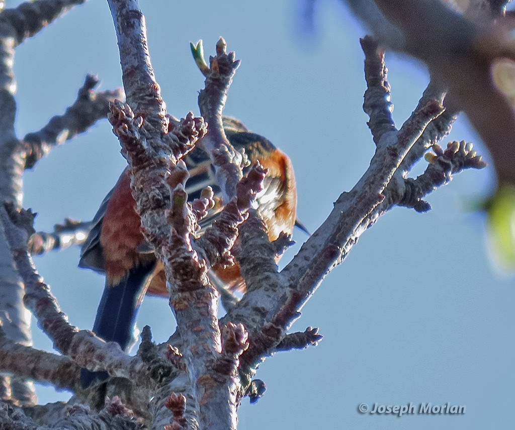 Orchard Oriole - ML631816156