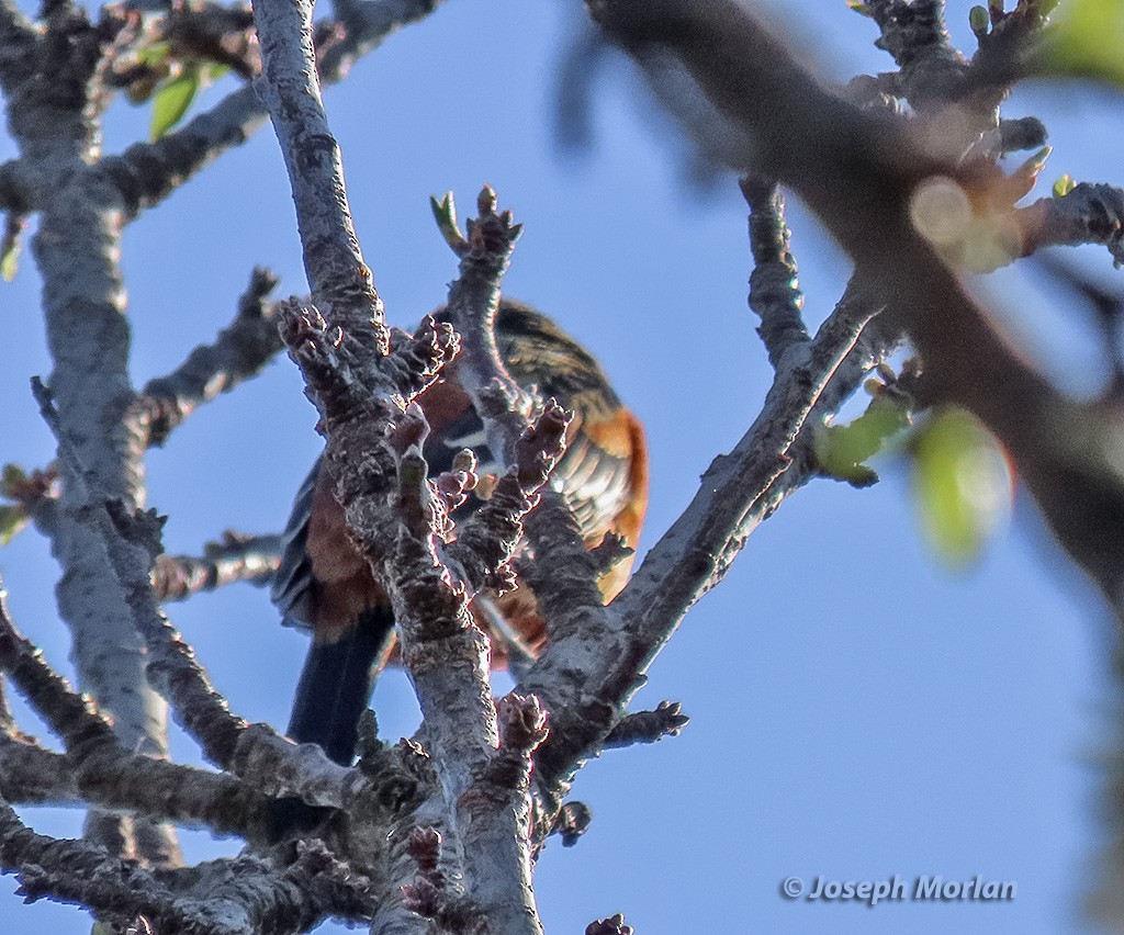 Orchard Oriole - ML631816157
