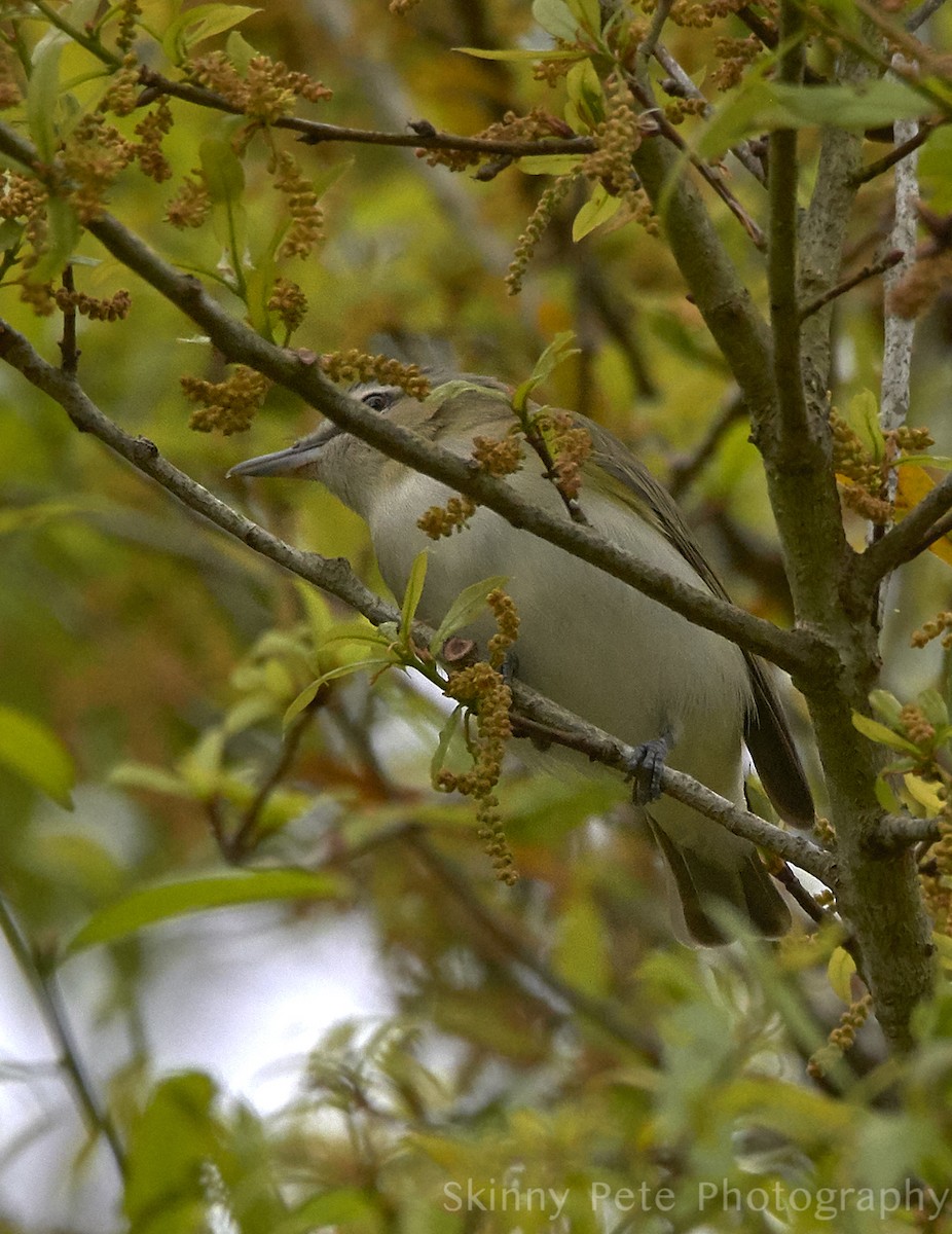 Red-eyed Vireo - ML631816327