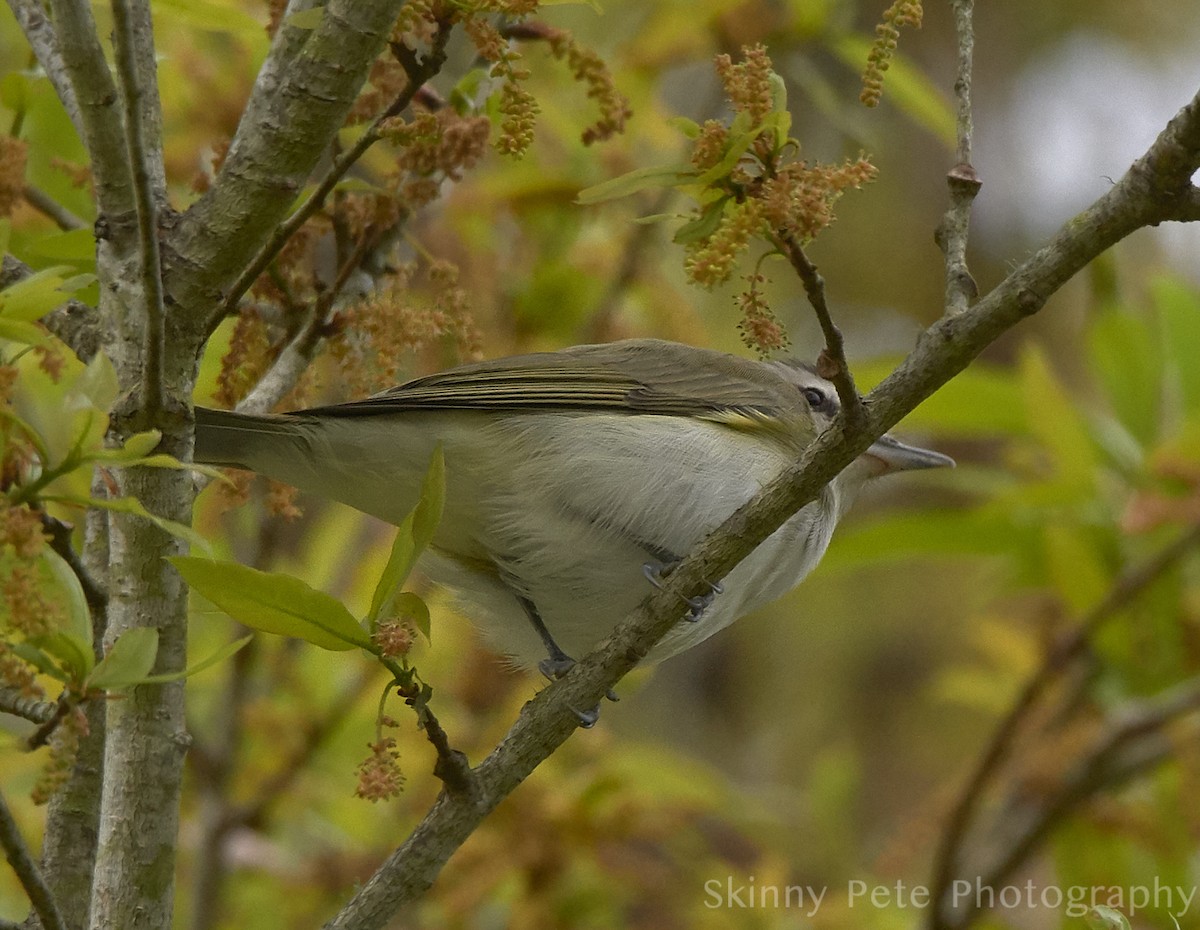 Red-eyed Vireo - ML631816328