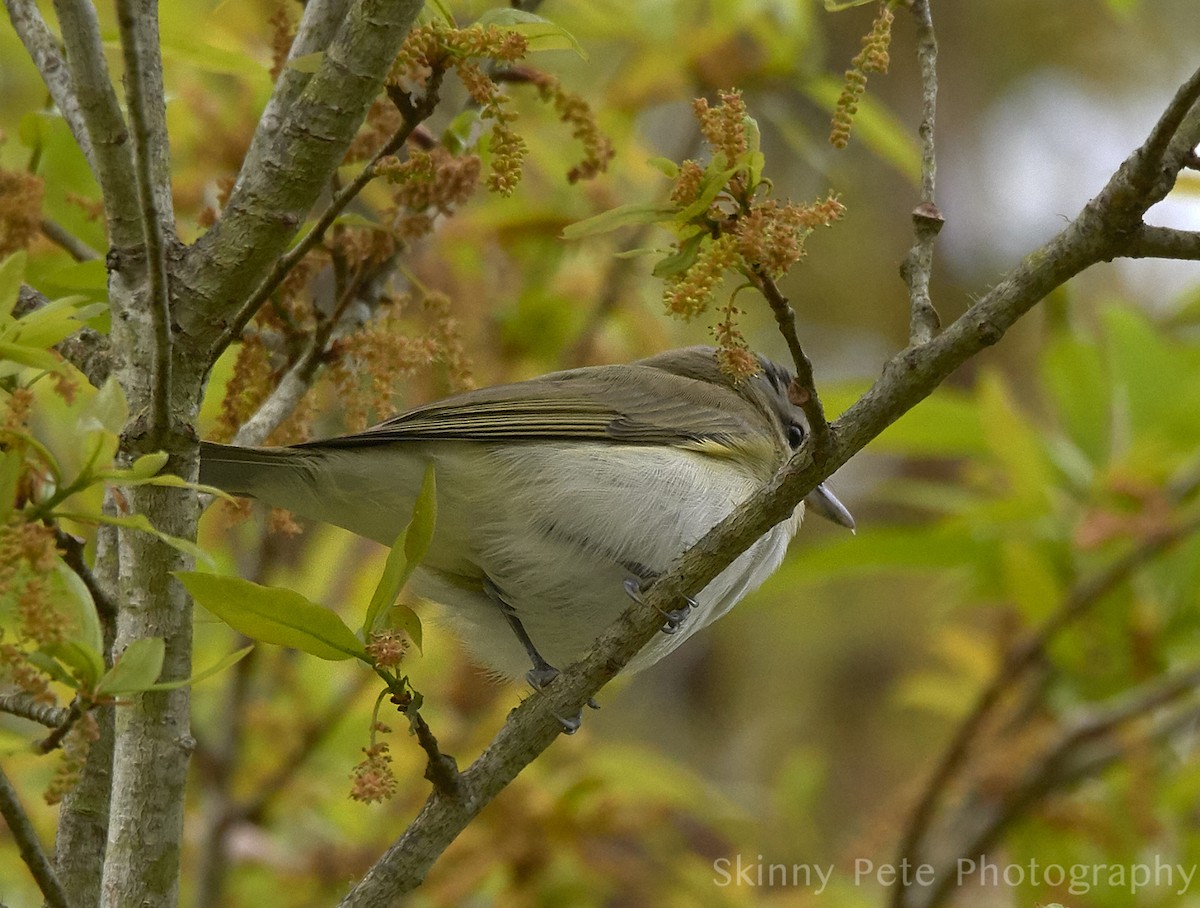 Vireo begigorria - ML631816329