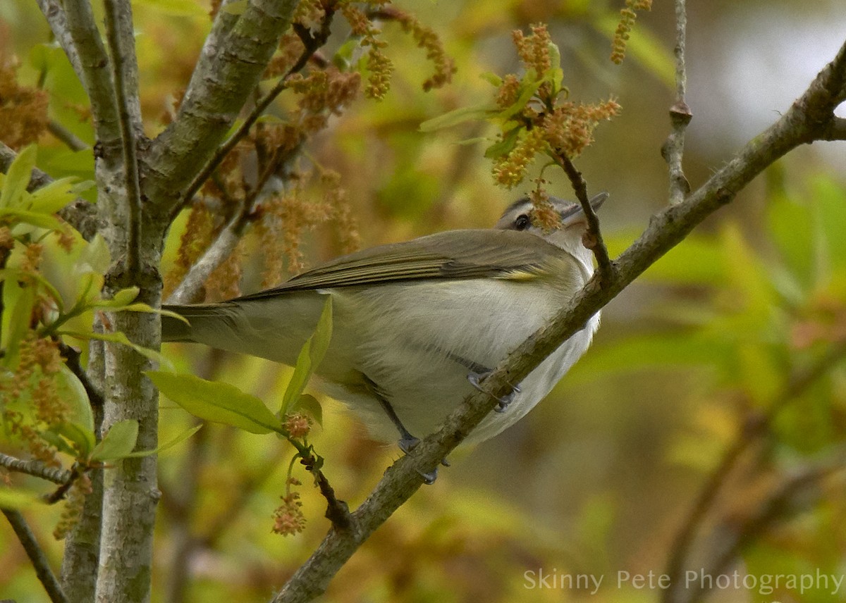 Red-eyed Vireo - ML631816330