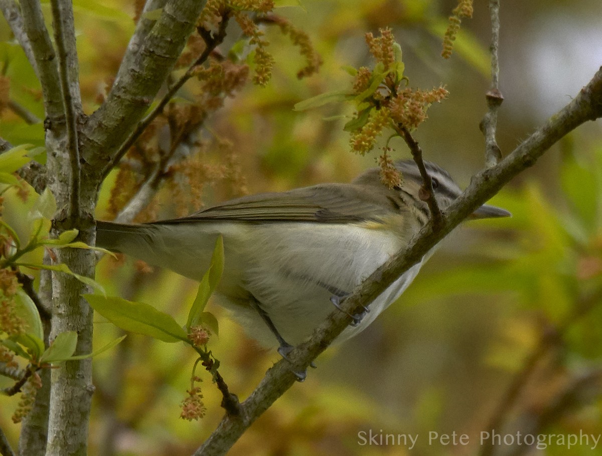 Vireo begigorria - ML631816331