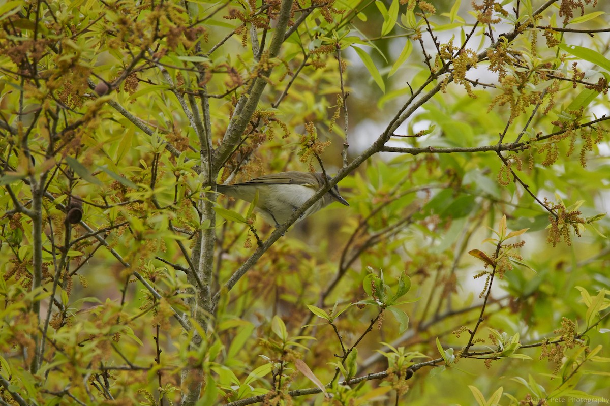 Red-eyed Vireo - ML631816336