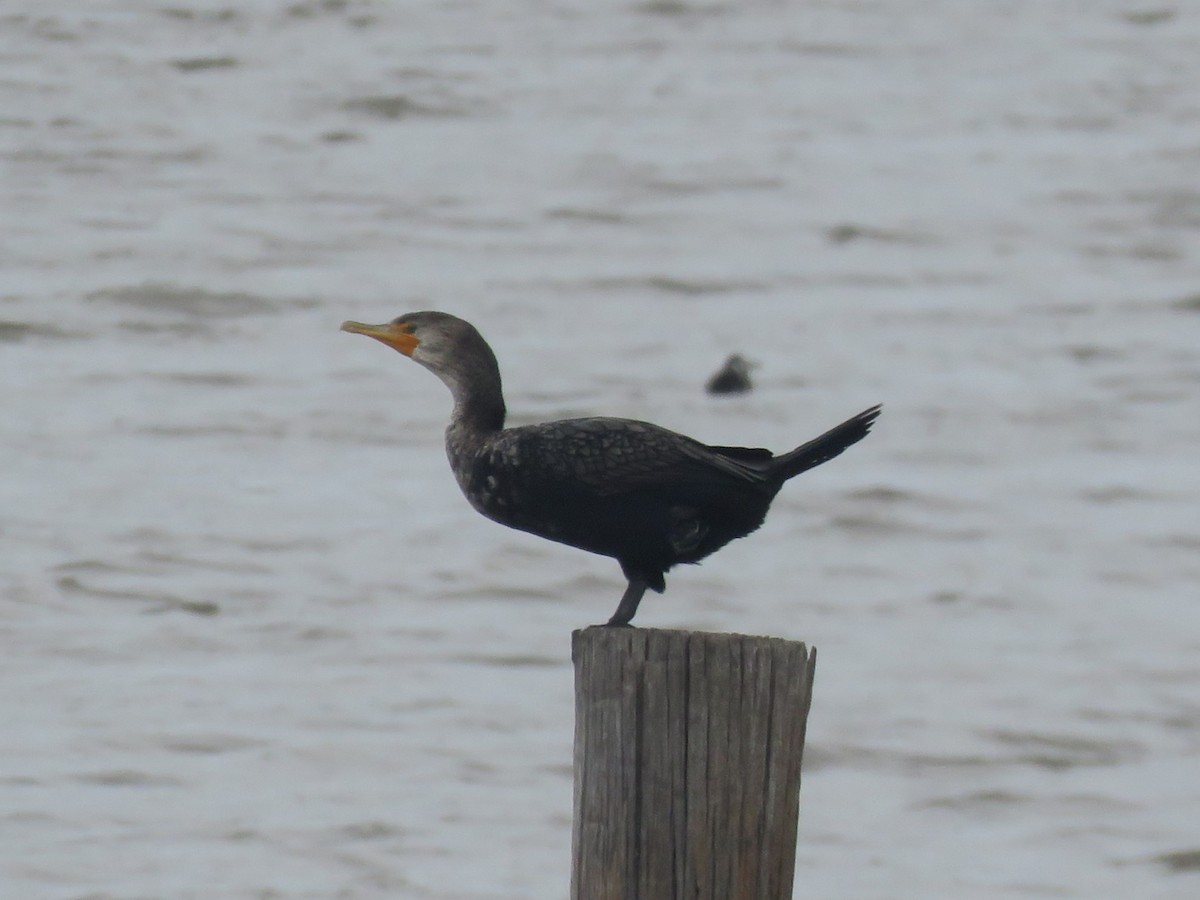 Double-crested Cormorant - ML631816841