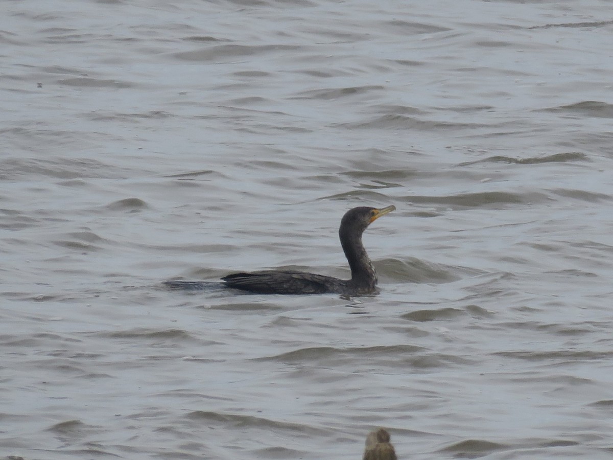 Double-crested Cormorant - ML631816842