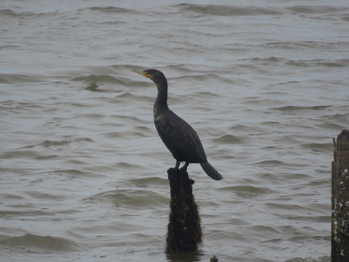 Double-crested Cormorant - ML631816843