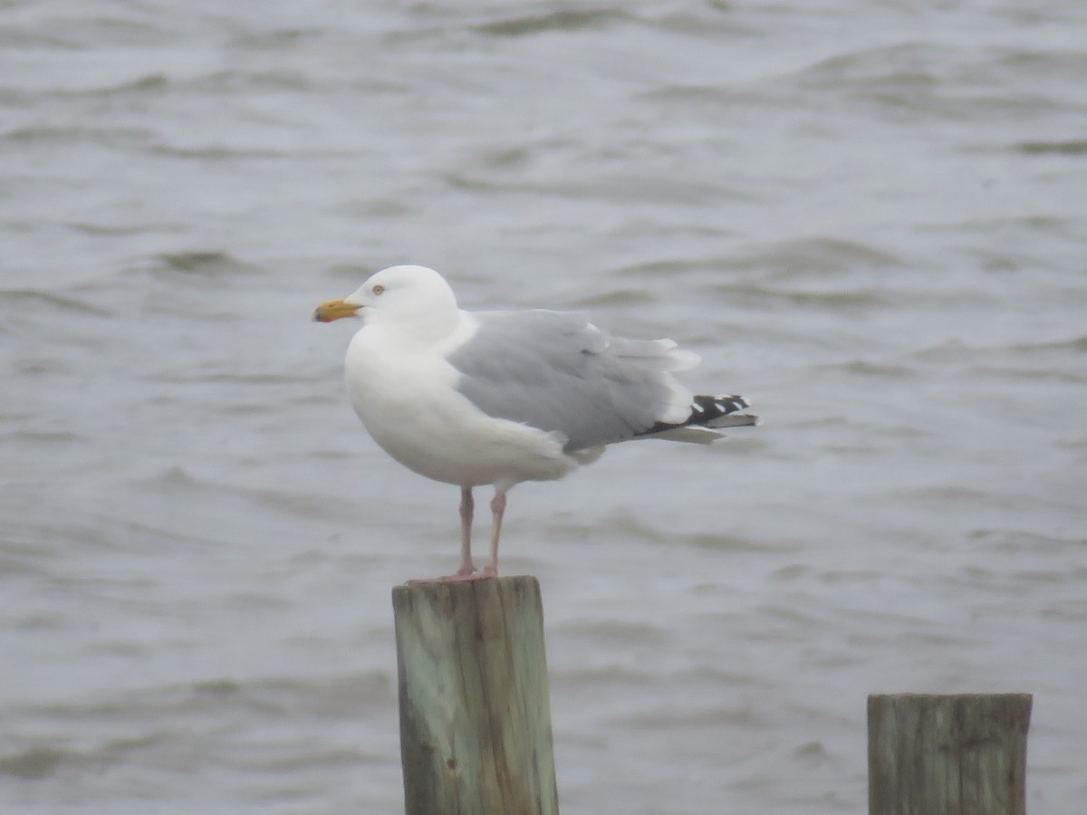 American Herring Gull - ML631816850