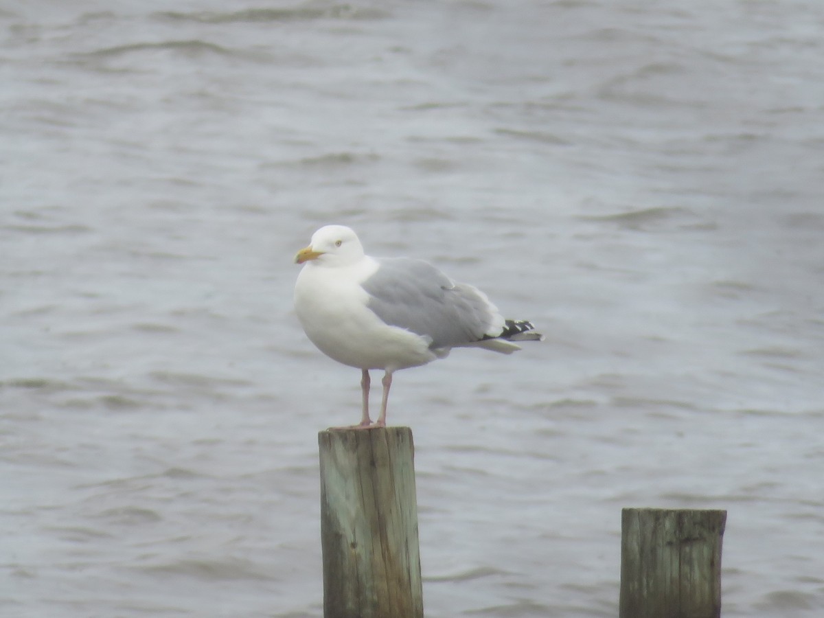 American Herring Gull - ML631816851